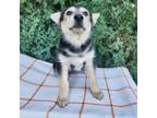 Adopt Jack a German Shepherd Dog, Mixed Breed
