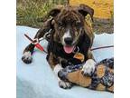 Adopt Khan a Mixed Breed