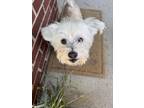 Adopt Tippie Jo a Poodle