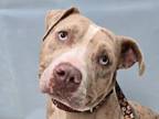 Adopt Blue a Pit Bull Terrier, Mixed Breed