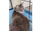 Adopt Diego a Domestic Long Hair