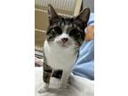 Adopt Hancock a Domestic Short Hair