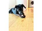 Adopt Alexander - Puppy a Hound