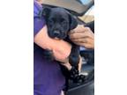 Adopt Colin a Labrador Retriever, Australian Shepherd