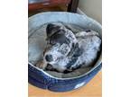 Adopt * Gregory - Adoption Pending a Labrador Retriever, Australian Shepherd