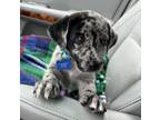 Adopt * Anthony - Adoption Pending a Labrador Retriever, Australian Shepherd
