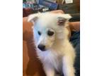 Adopt Dorbs a American Eskimo Dog