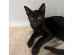 Adopt Marcus a Domestic Short Hair