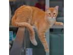 Adopt Princeton a Domestic Short Hair