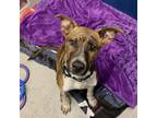 Adopt Levi a Mixed Breed
