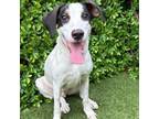 Adopt Mikey a Mixed Breed