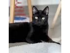 Adopt Monty a Domestic Short Hair