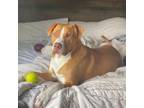 Adopt Bronco (Dylan) a American Staffordshire Terrier