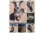 Adopt SHERLOCK a Australian Cattle Dog / Blue Heeler