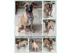 Adopt MAKO a Pointer, Hound