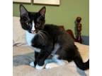 Adopt Magpie a Domestic Short Hair