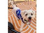 Adopt Blizzard a Poodle