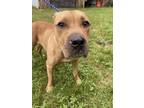 Adopt Brian a Black Mouth Cur