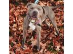 Adopt Cocoa a Mixed Breed, Pit Bull Terrier