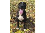 Adopt Gus Gus a Pit Bull Terrier
