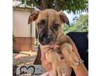 Adopt Paulie 08-0303 a Catahoula Leopard Dog, Black Mouth Cur