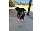 Adopt Gary a German Shepherd Dog
