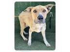 Adopt Scottie a German Shepherd Dog