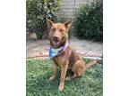 Adopt Hudson a German Shepherd Dog