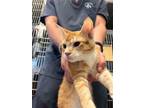 Adopt Tanner a Domestic Short Hair