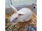 Adopt Snow Flake a American