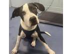 Adopt ARCHIE a Great Dane