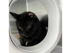 Adopt Plant a Domestic Short Hair