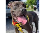 Adopt Dennis a Labrador Retriever