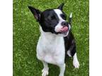 Adopt Finn a Boston Terrier, Mixed Breed