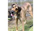 Adopt Dan a Great Dane, Mixed Breed