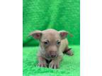 Adopt Donkey a Mountain Cur, Mixed Breed
