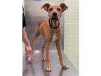 Adopt Dosido a Hound, Mixed Breed