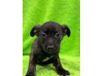 Adopt Prince Charming a Mountain Cur, Mixed Breed