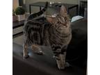 Adopt Sippy Cup Peachtree JW a Domestic Short Hair
