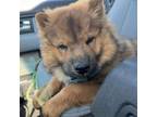 Adopt Duke a Chow Chow