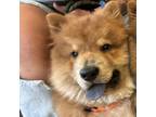 Adopt Dutch a Chow Chow