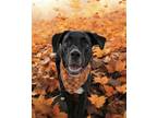 Adopt Zion a Labrador Retriever