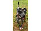 Adopt Lewis a Catahoula Leopard Dog