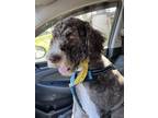 Adopt Max / Monsieur LeFloof a Labrador Retriever