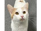 Adopt Bobbles a Domestic Short Hair