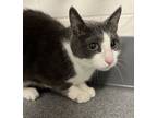 Adopt Toby a Domestic Short Hair