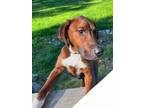 Adopt Charlie a Labrador Retriever