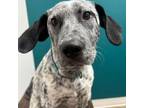 Adopt Thibodeaux (Tib) a English Pointer