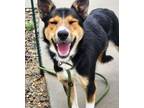 Adopt Cosmo a Shepherd