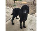 Adopt Frederick a Standard Poodle